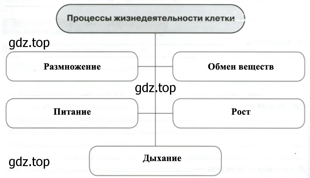 Процессы жизнедеятельности клетки - биология 5 класс Пасечник Рабочая тетрадь