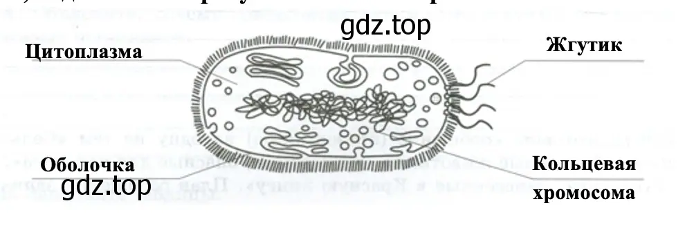 части бактериальной клетки - биология 5 класс Пасечник Рабочая тетрадь
