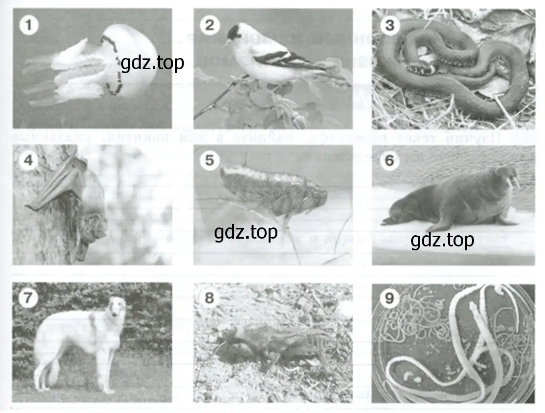 Рассмотрите изображённых на рисунке животных и определите их среду обитания. - биология 5 класс Пасечник Рабочая тетрадь