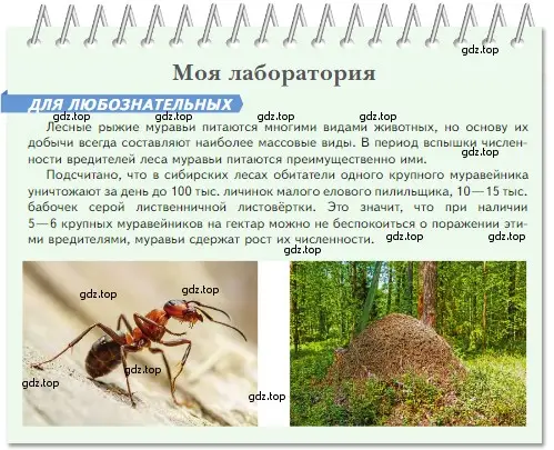 Условие номер Моя лаборатория (страница 133) гдз по биологии 5 класс Пасечник, Суматохин, учебник