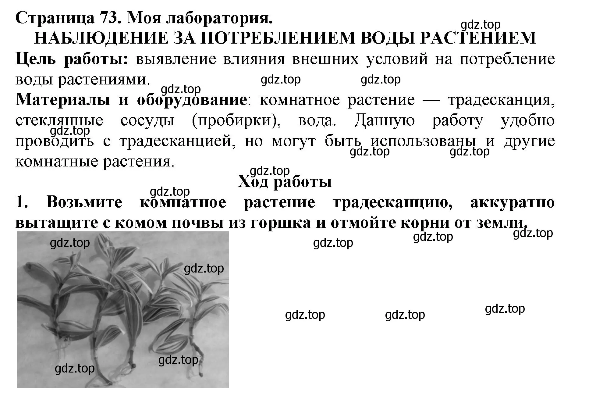 Решение номер Моя лаборатория (страница 73) гдз по биологии 5 класс Пасечник, Суматохин, учебник