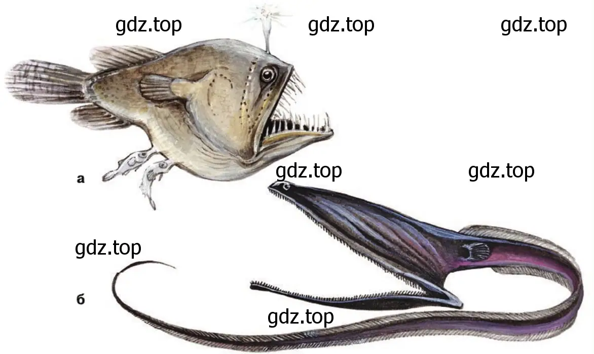 Глубоководные организмы: удильщик (а), большерот (б)