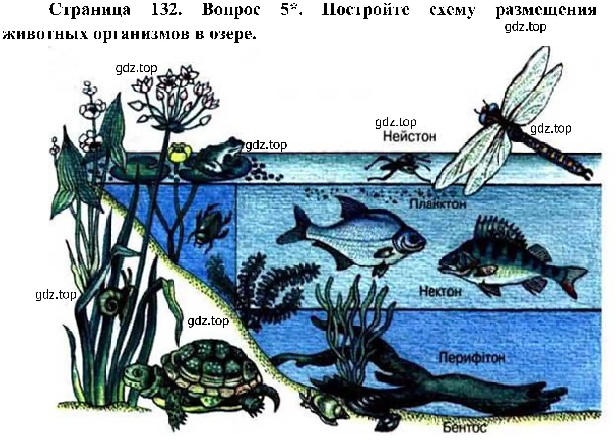 Решение номер 5 (страница 132) гдз по биологии 5 класс Пономарева, Николаев, учебник