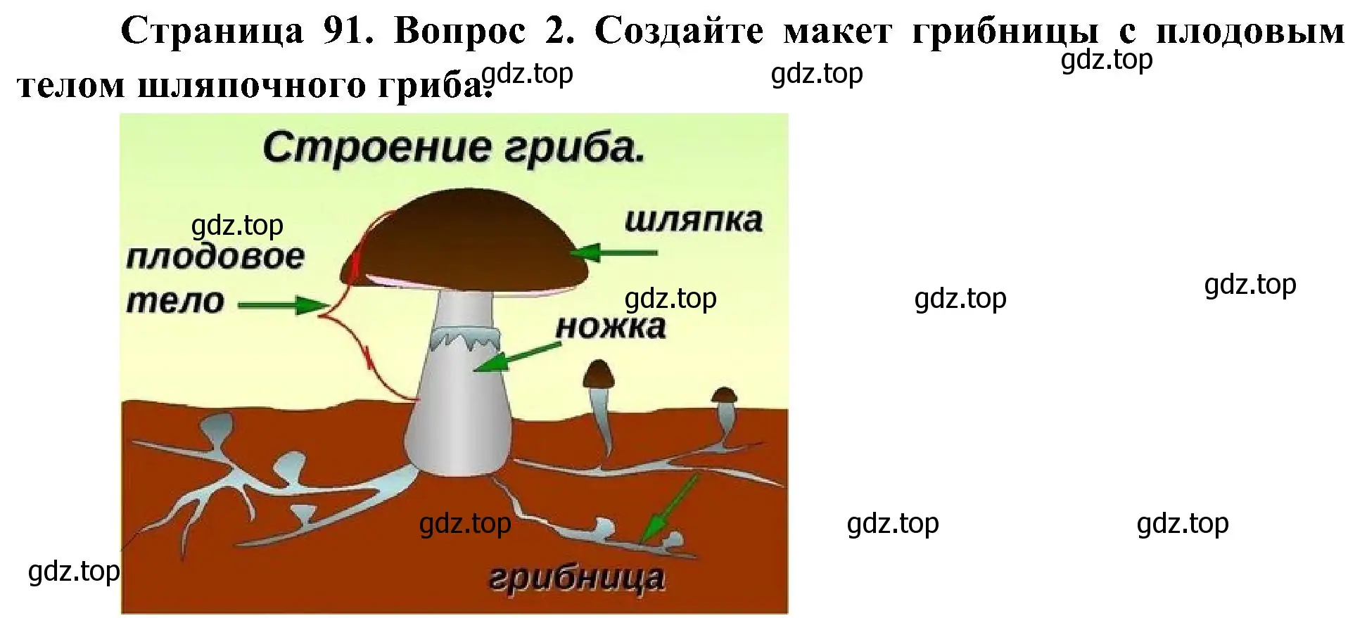 Решение номер 2 (страница 91) гдз по биологии 5 класс Пономарева, Николаев, учебник