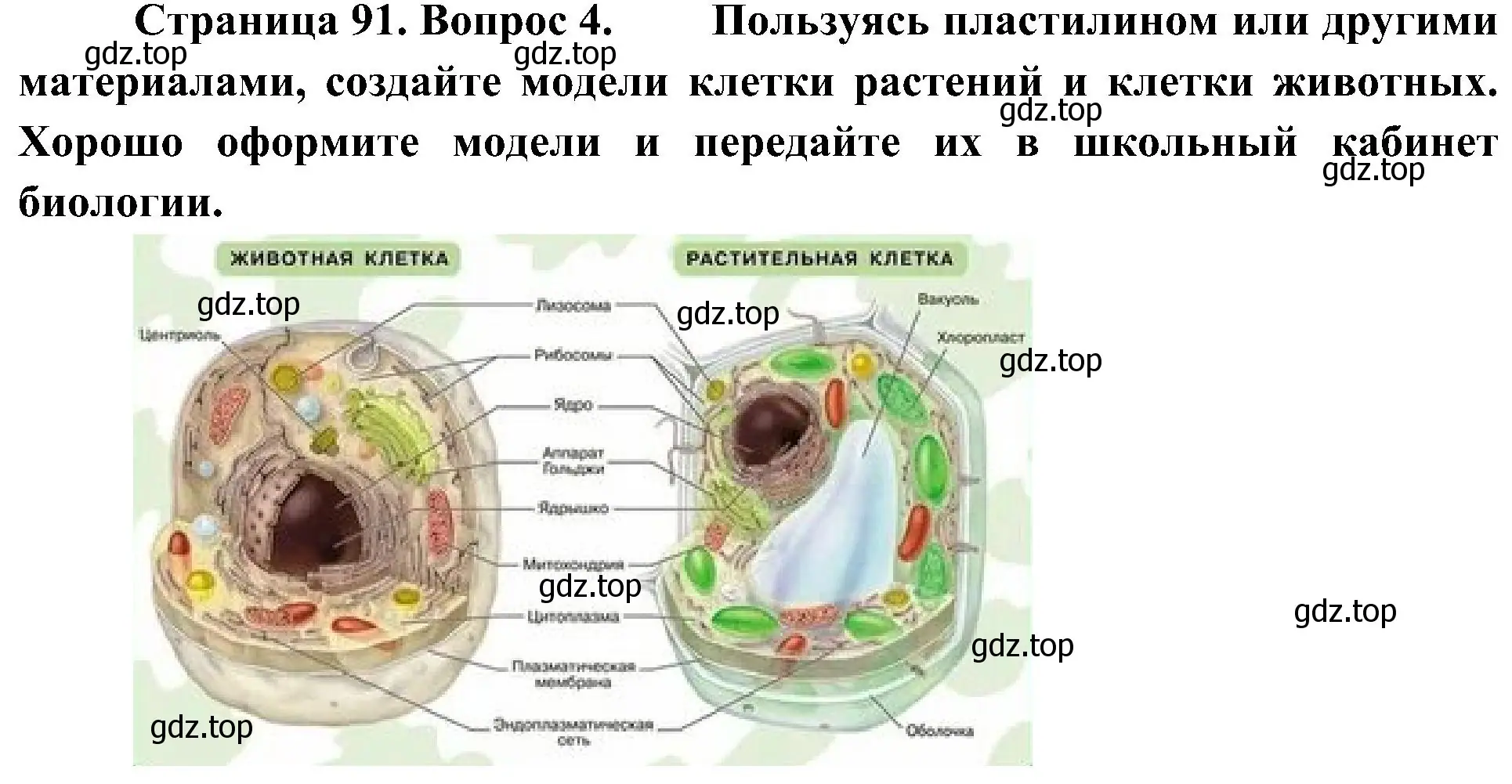 Решение номер 4 (страница 91) гдз по биологии 5 класс Пономарева, Николаев, учебник