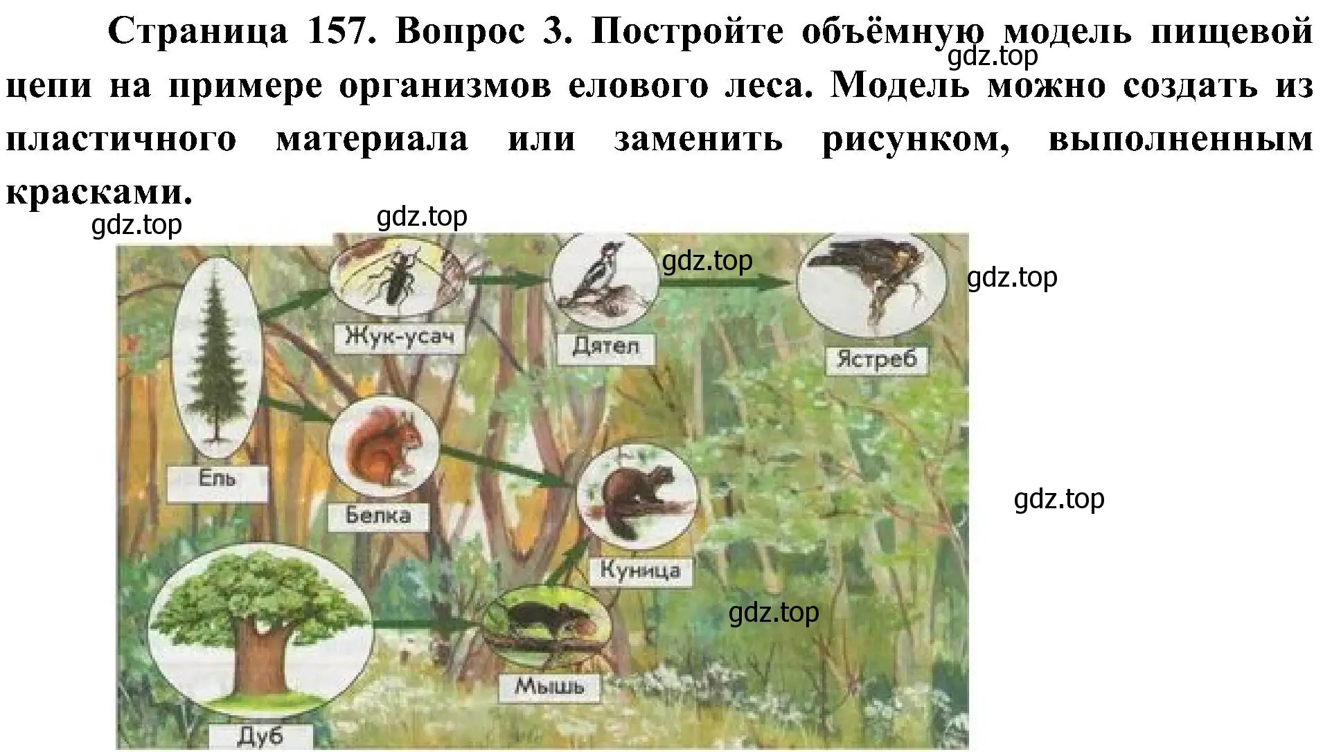 Решение номер 3 (страница 157) гдз по биологии 5 класс Пономарева, Николаев, учебник