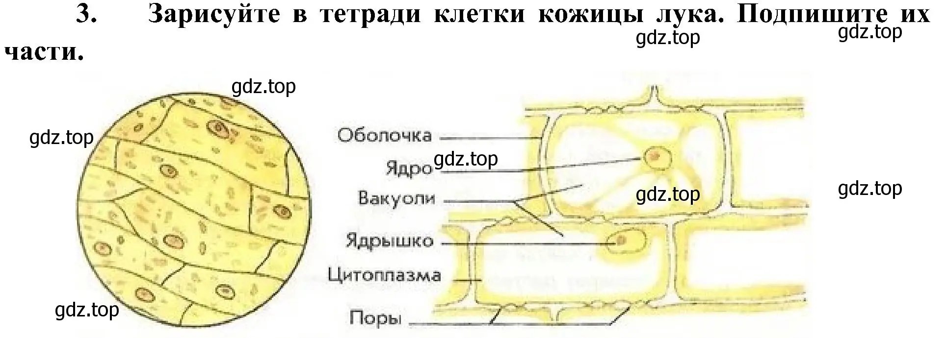 Решение номер 3 (страница 54) гдз по биологии 5 класс Пономарева, Николаев, учебник