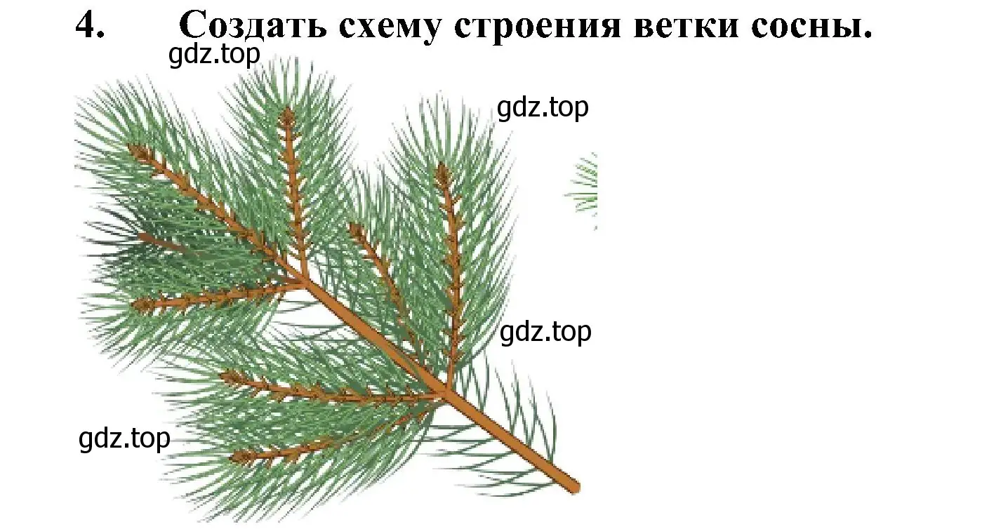 Решение номер 4 (страница 64) гдз по биологии 5 класс Пономарева, Николаев, учебник