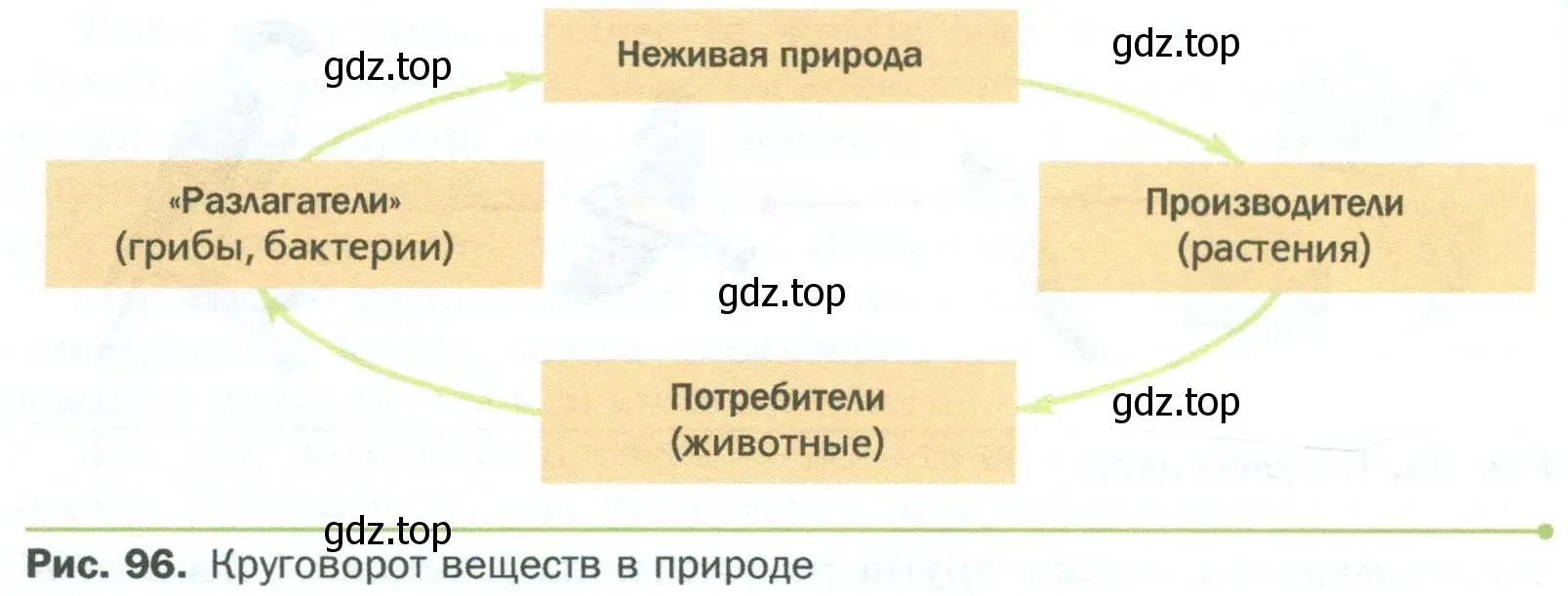 Рассмотрите внимательно круговорот веществ на рисунке 96