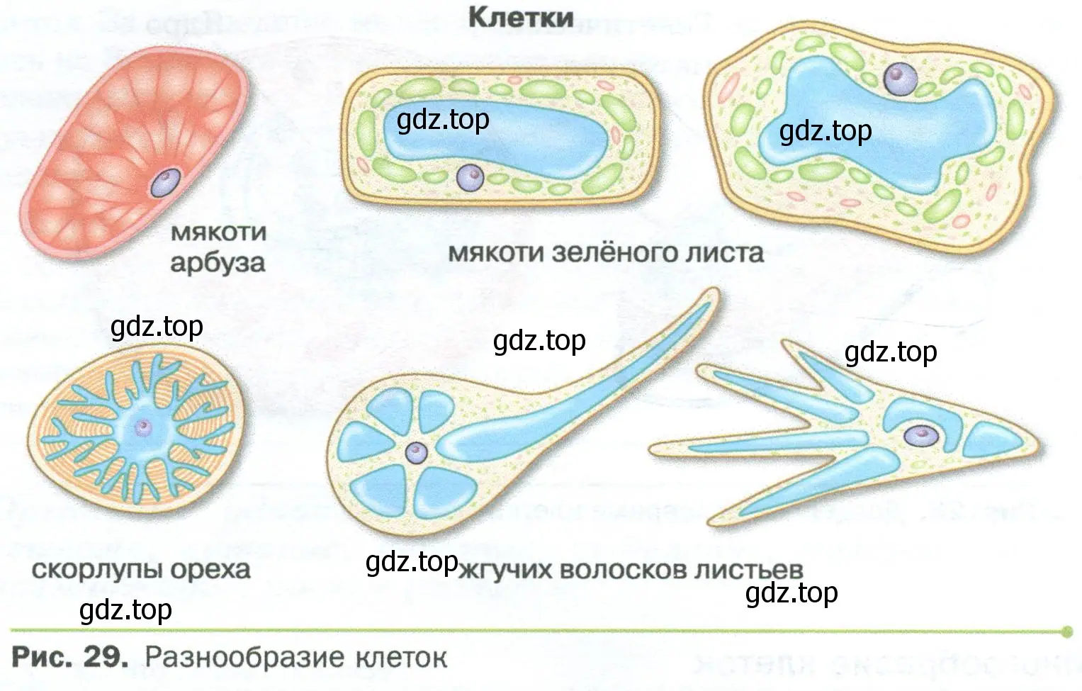 Пользуясь рисунком 29, расскажите о клетках растений, выполняющих разные функции