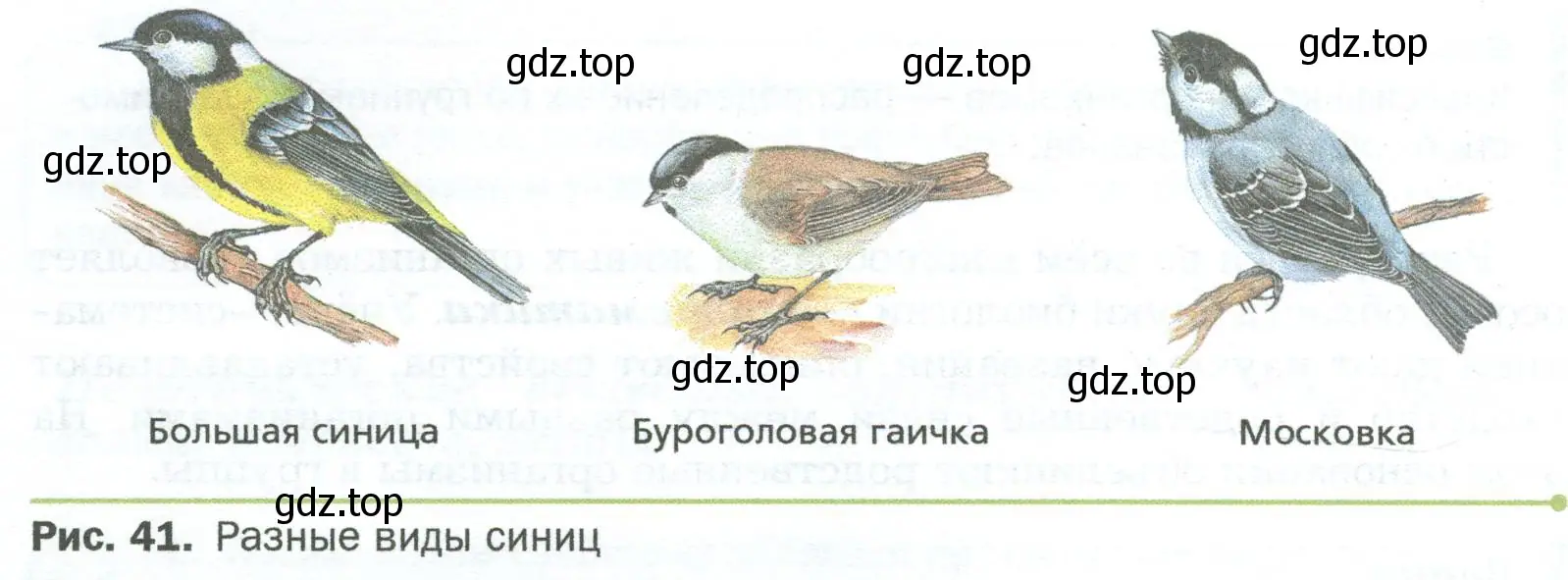 Внимательно рассмотрите рисунок 41 учебного пособия, разные виды птиц