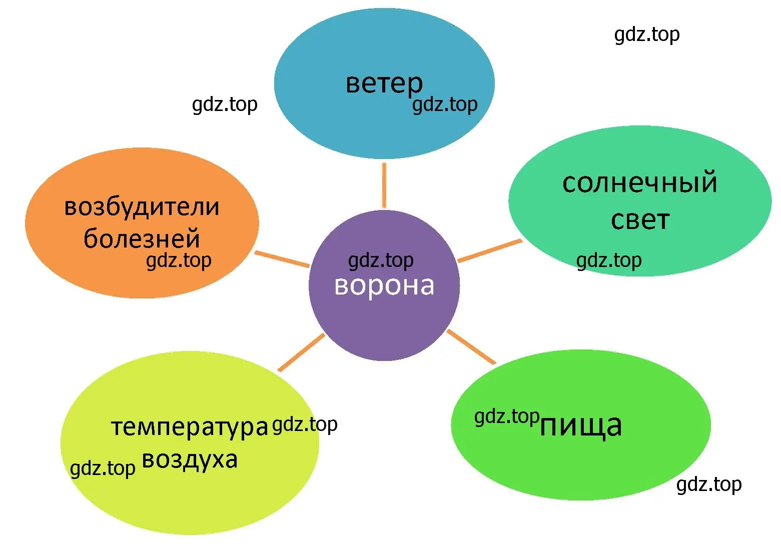 Построить схему действия экологических факторов на организм вороны