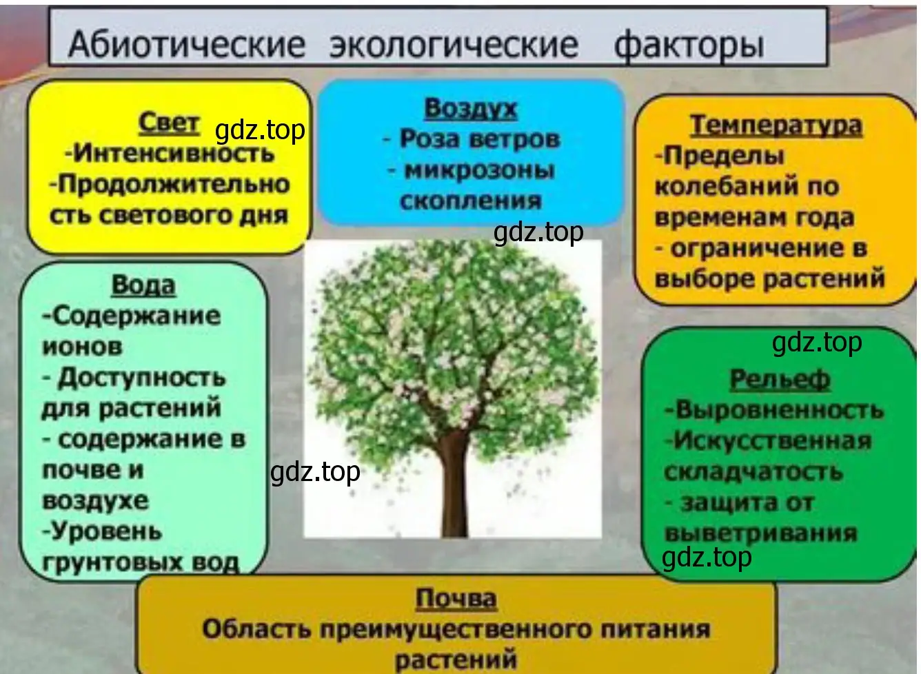 Обратите внимание на деревья у вашего дома какие экологические факторы влияют на их жизнедеятельность