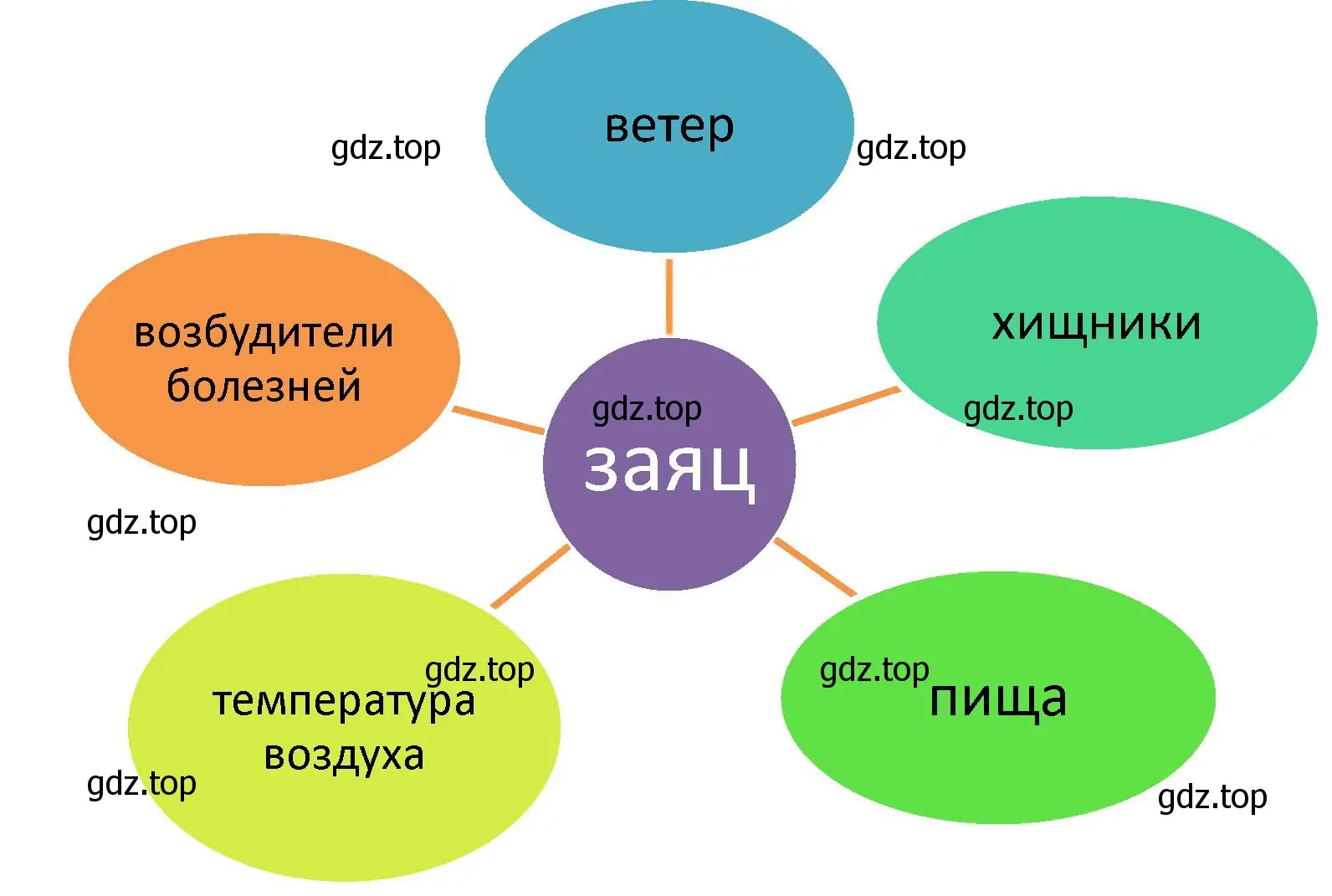 Схема действия экологических факторов на организм зайца