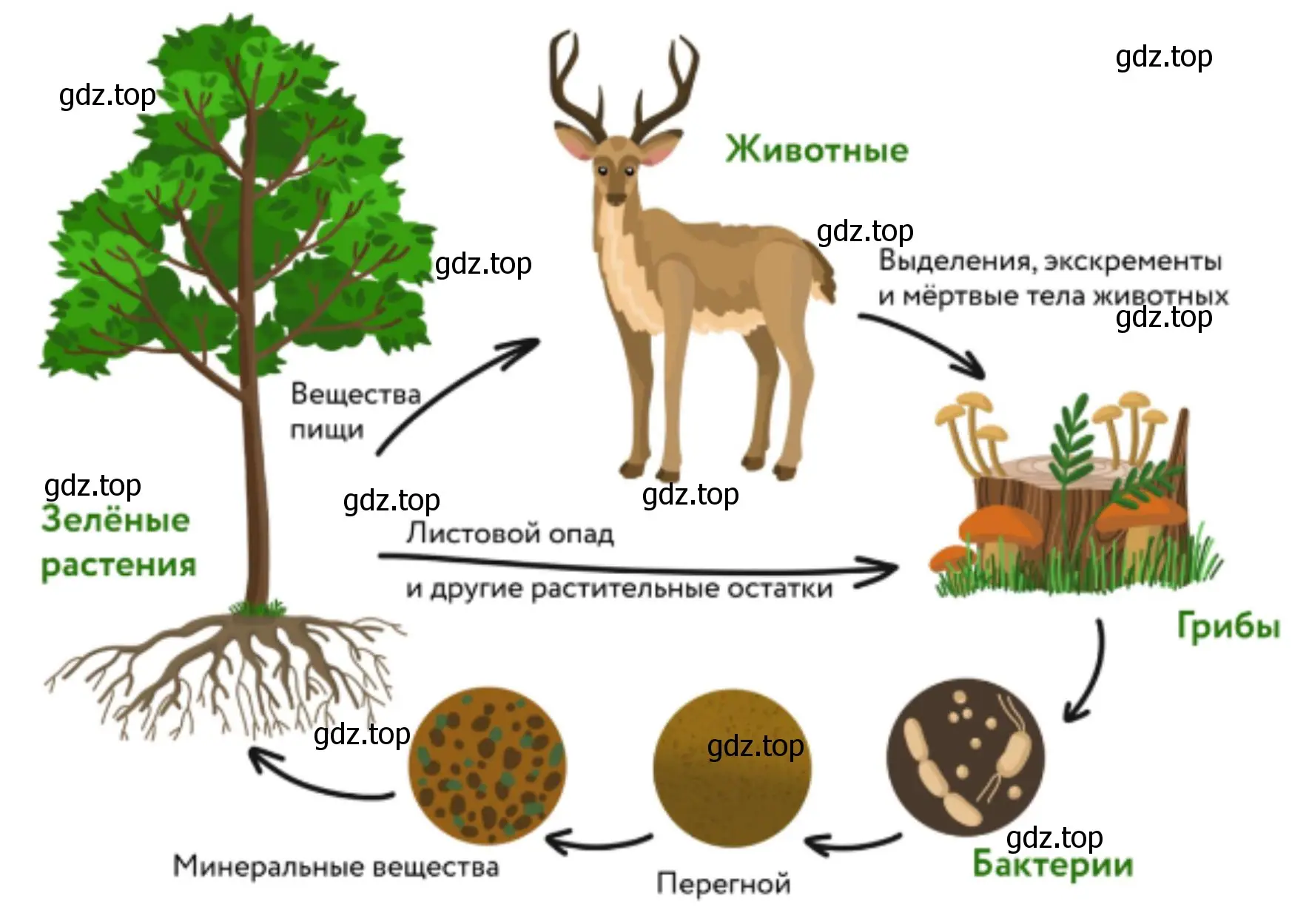 Круговорот веществ всех четырех этапов