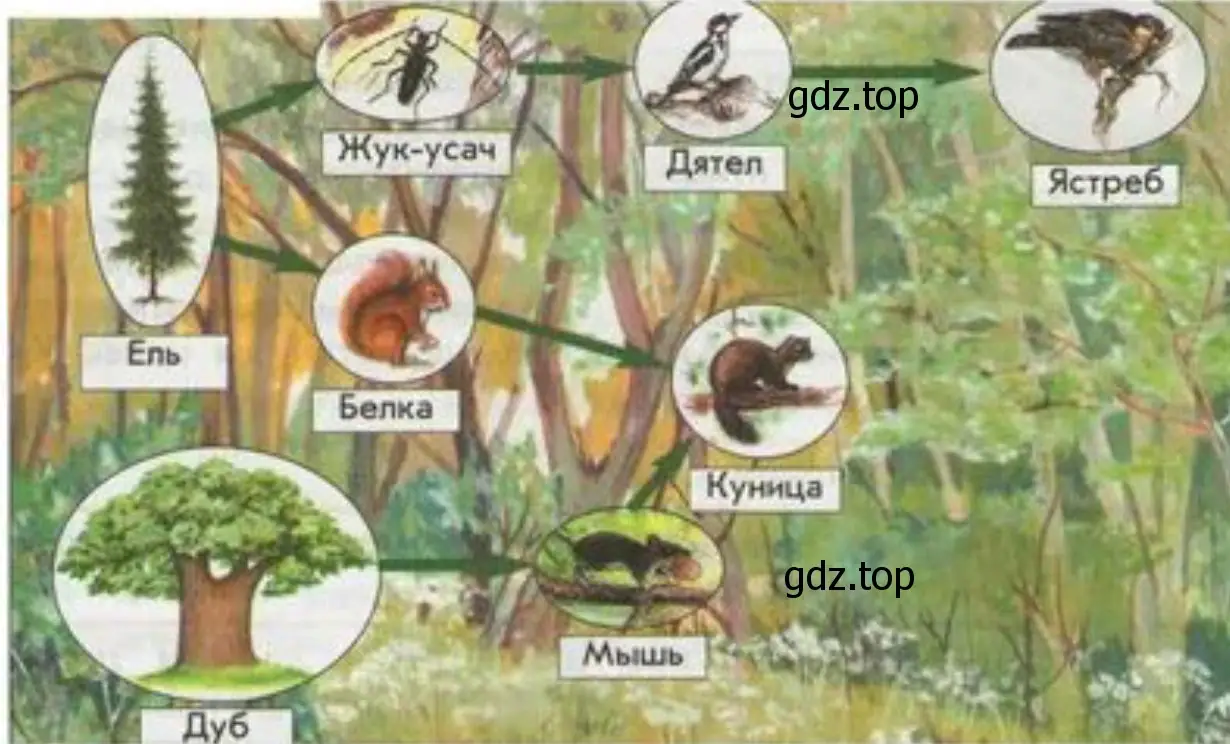 модель пищевой цепи на примере организмов елового леса