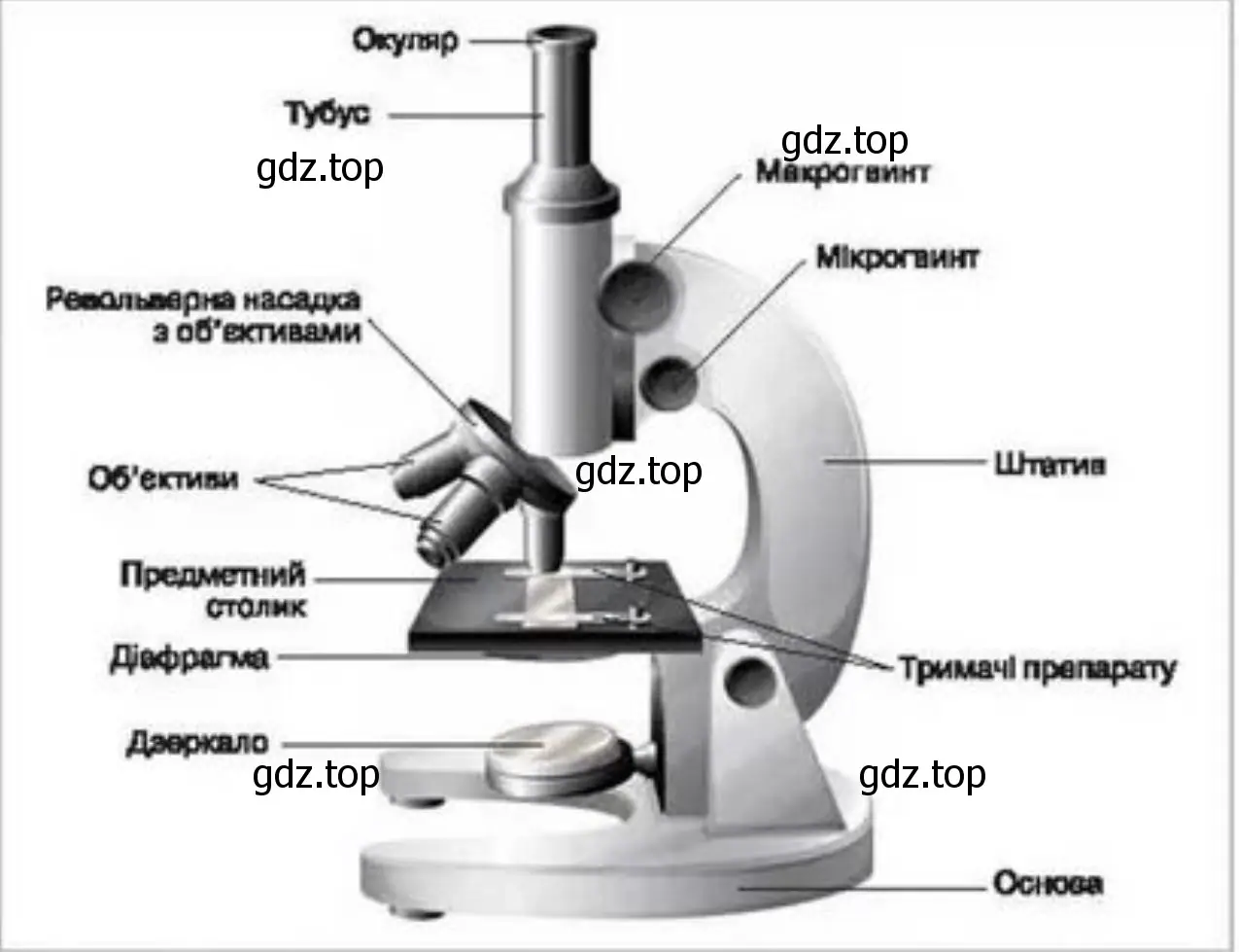 Рассмотрите микроскоп. Найдите его основные части