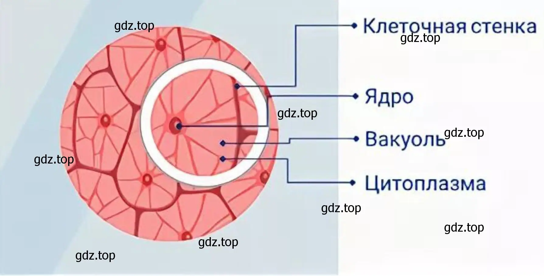 Приготовьте микропрепарат из мякоти томата