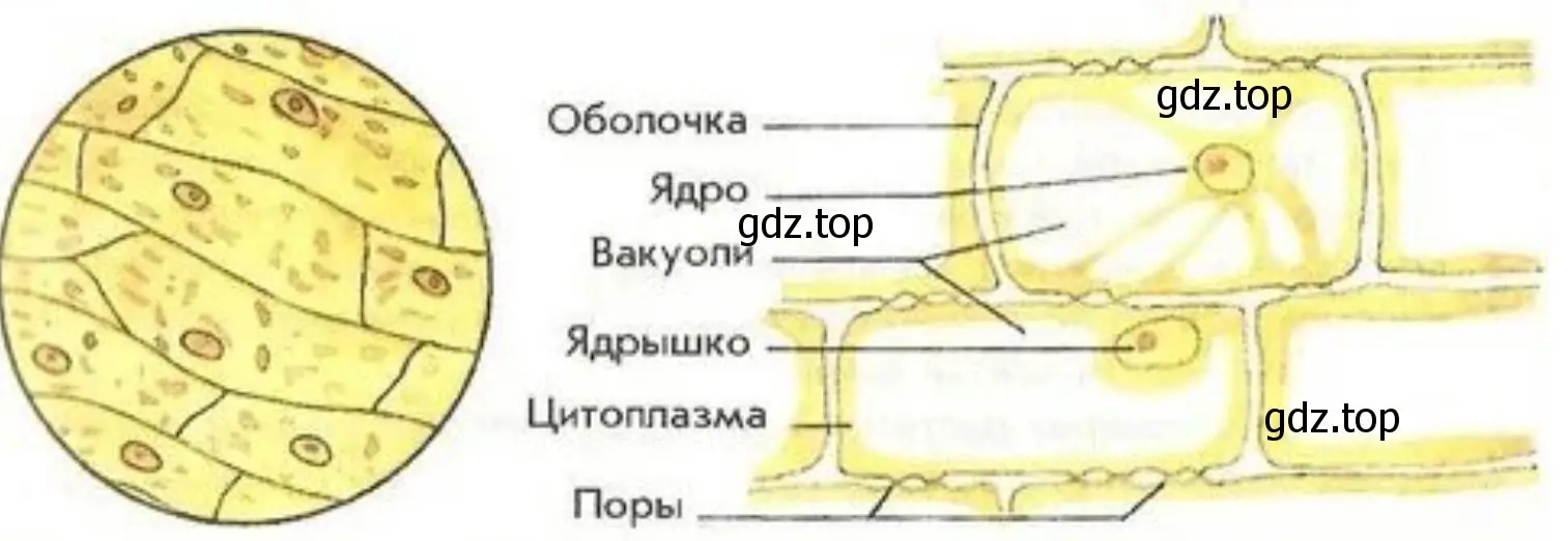 Зарисуйте в тетради клетки кожицы лука. Подпишите их части