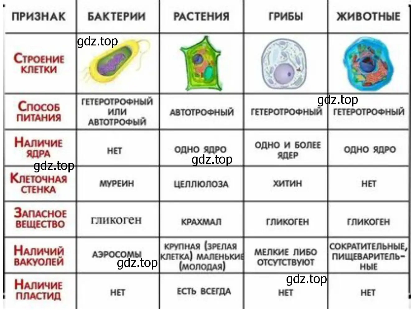 Таблица, отображающая сходство и различия в строении клеток бактерии, растения и животного