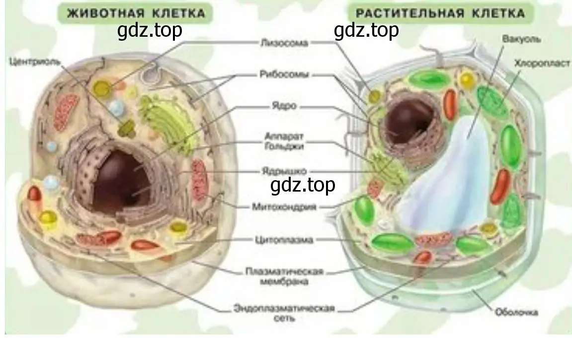 создайте модели клетки растений и клетки животных