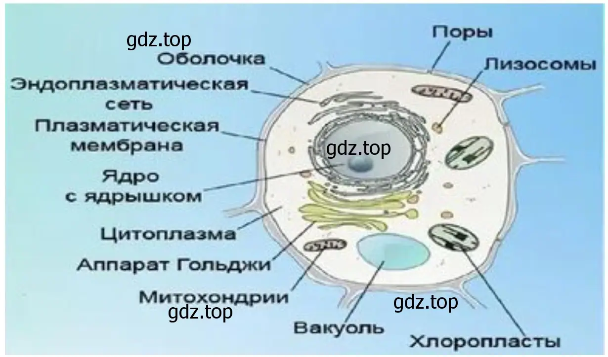 Создать модель внутреннего строения клетки.