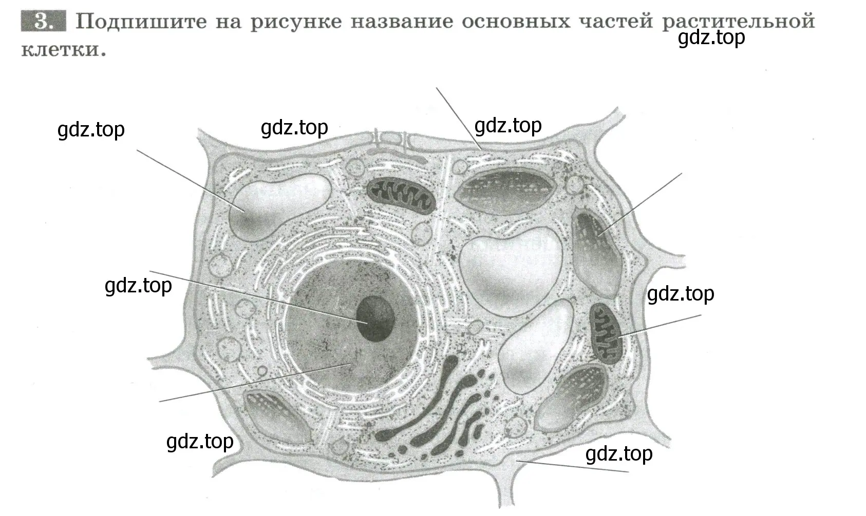 Условие номер 3 (страница 9) гдз по биологии 6 класс Пасечник, Суматохин, рабочая тетрадь