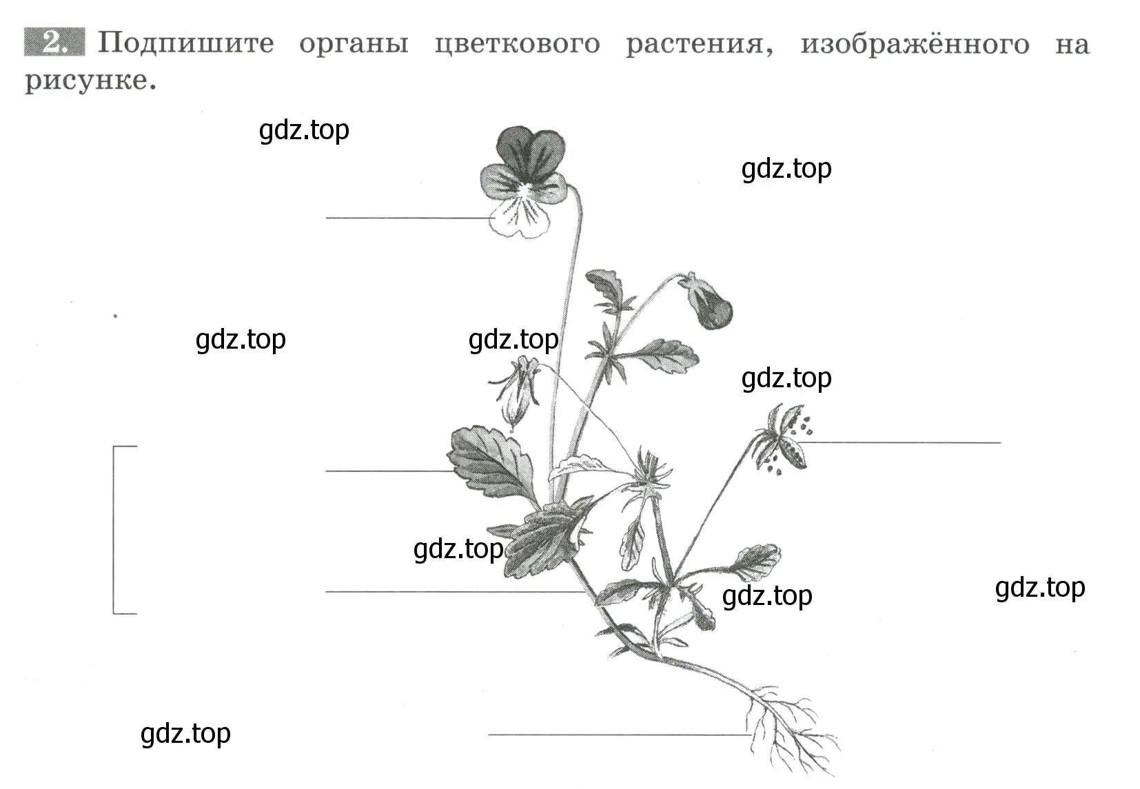 Условие номер 2 (страница 22) гдз по биологии 6 класс Пасечник, Суматохин, рабочая тетрадь