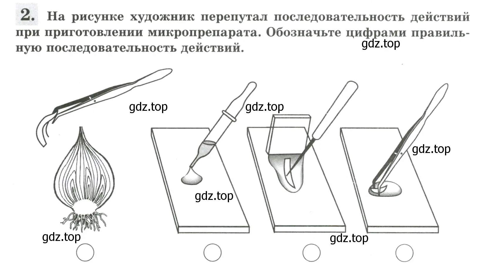 Условие номер 2 (страница 28) гдз по биологии 6 класс Пасечник, Суматохин, рабочая тетрадь