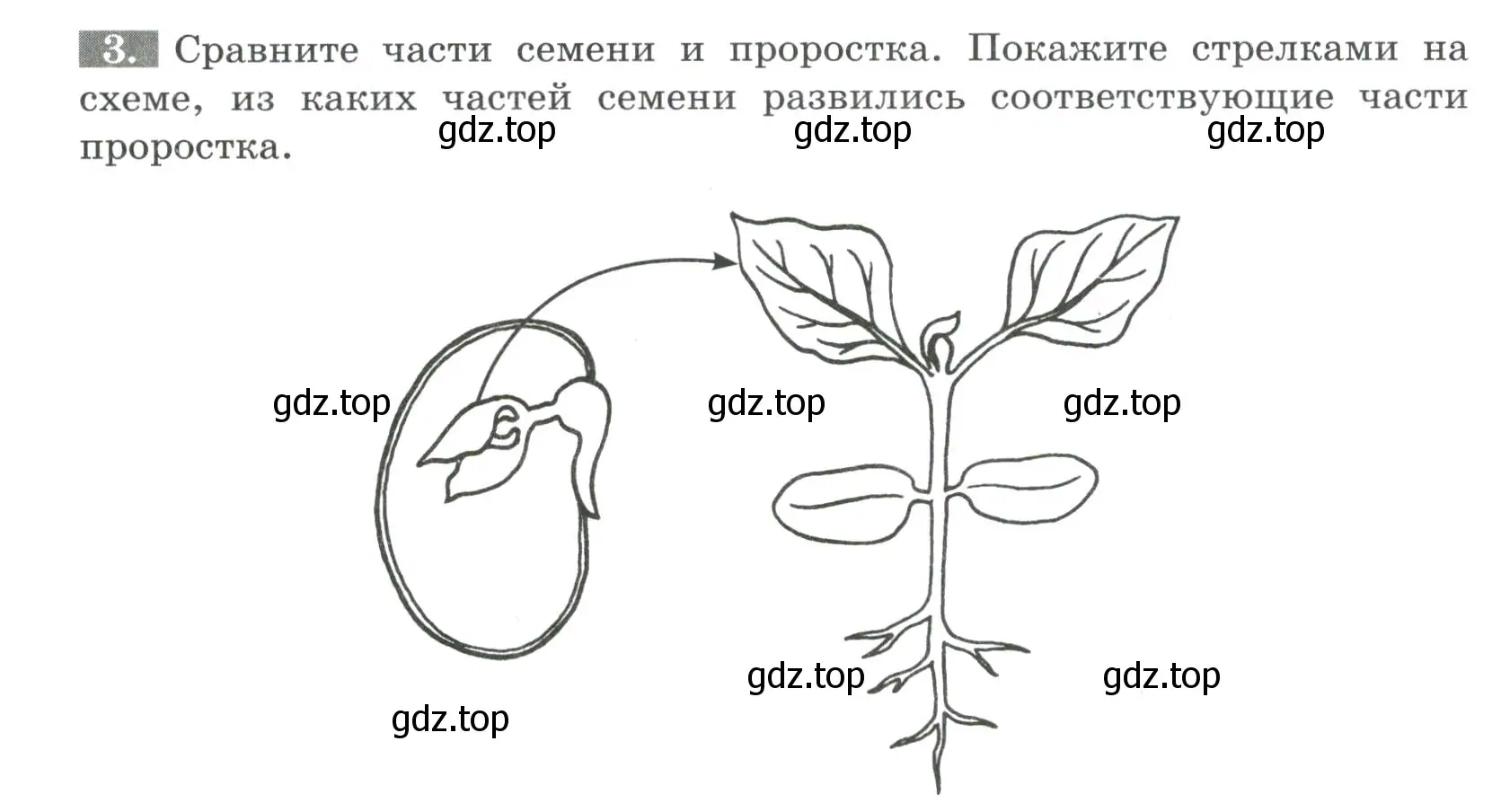 Условие номер 3 (страница 31) гдз по биологии 6 класс Пасечник, Суматохин, рабочая тетрадь