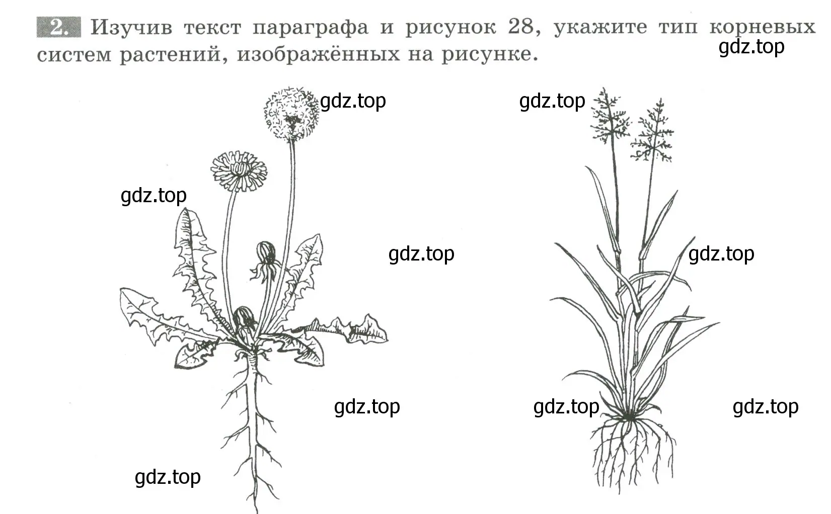 Условие номер 2 (страница 35) гдз по биологии 6 класс Пасечник, Суматохин, рабочая тетрадь