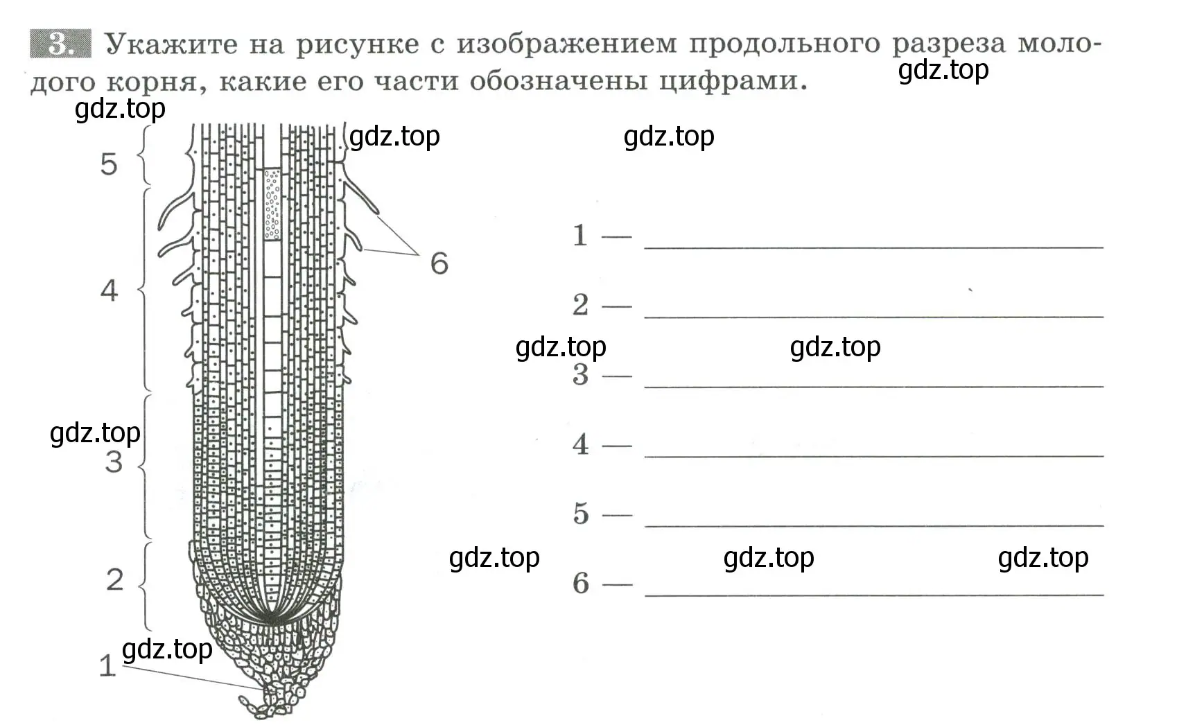 Условие номер 3 (страница 35) гдз по биологии 6 класс Пасечник, Суматохин, рабочая тетрадь