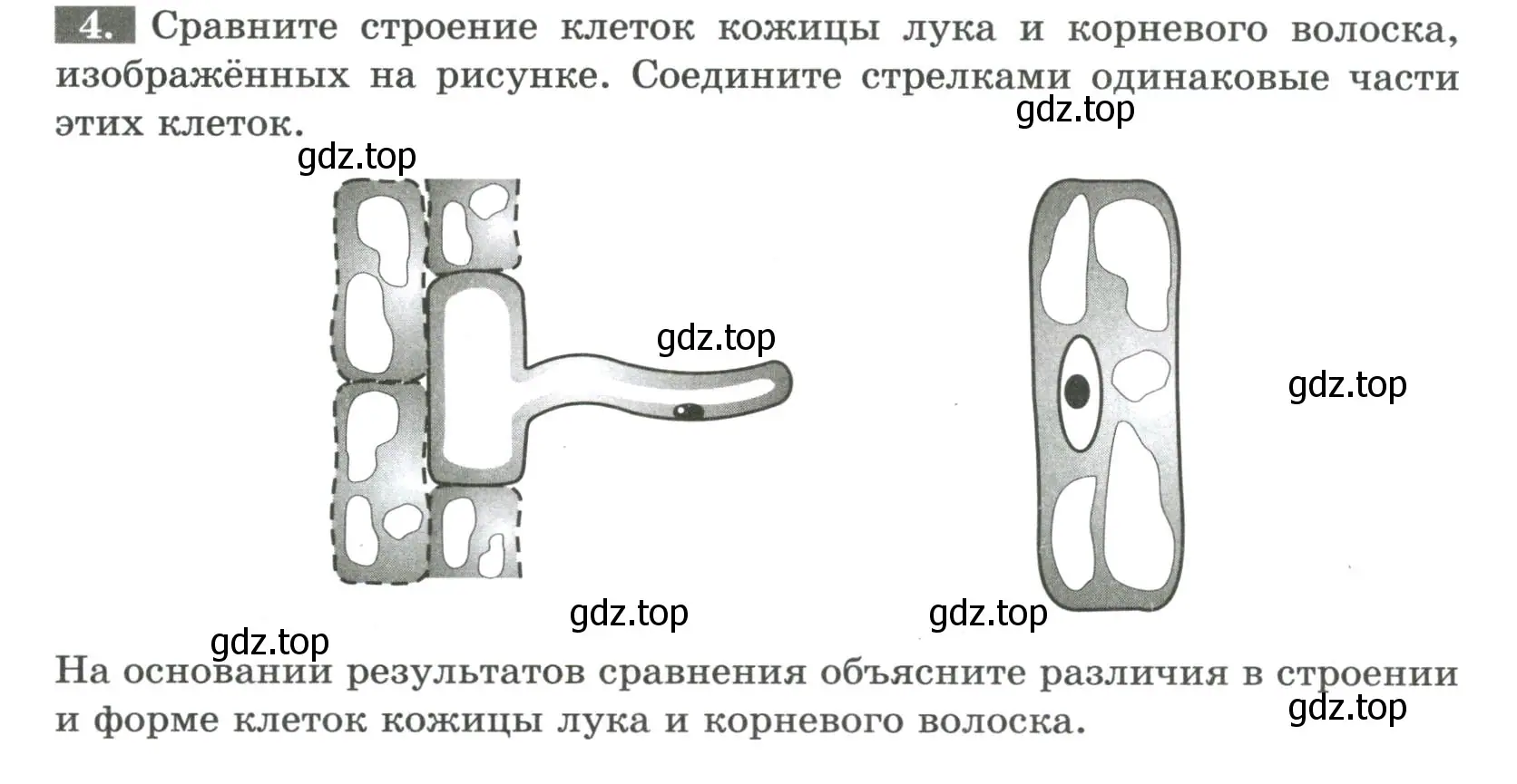 Условие номер 4 (страница 36) гдз по биологии 6 класс Пасечник, Суматохин, рабочая тетрадь