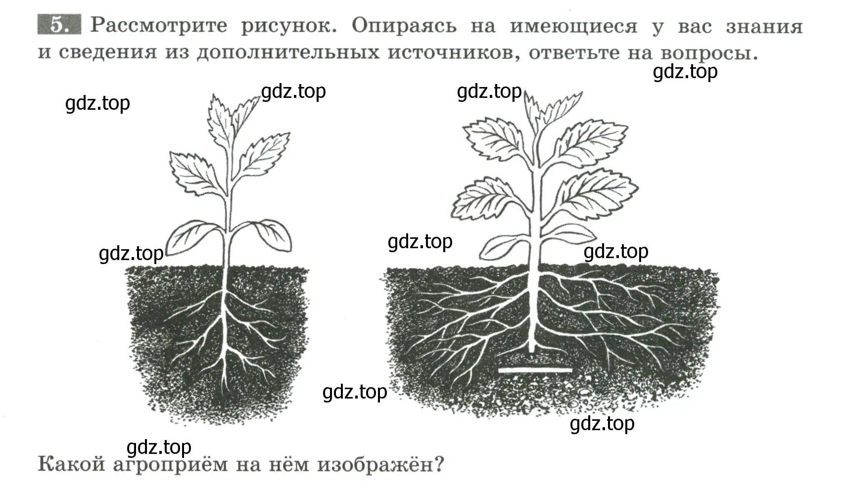 Условие номер 5 (страница 36) гдз по биологии 6 класс Пасечник, Суматохин, рабочая тетрадь