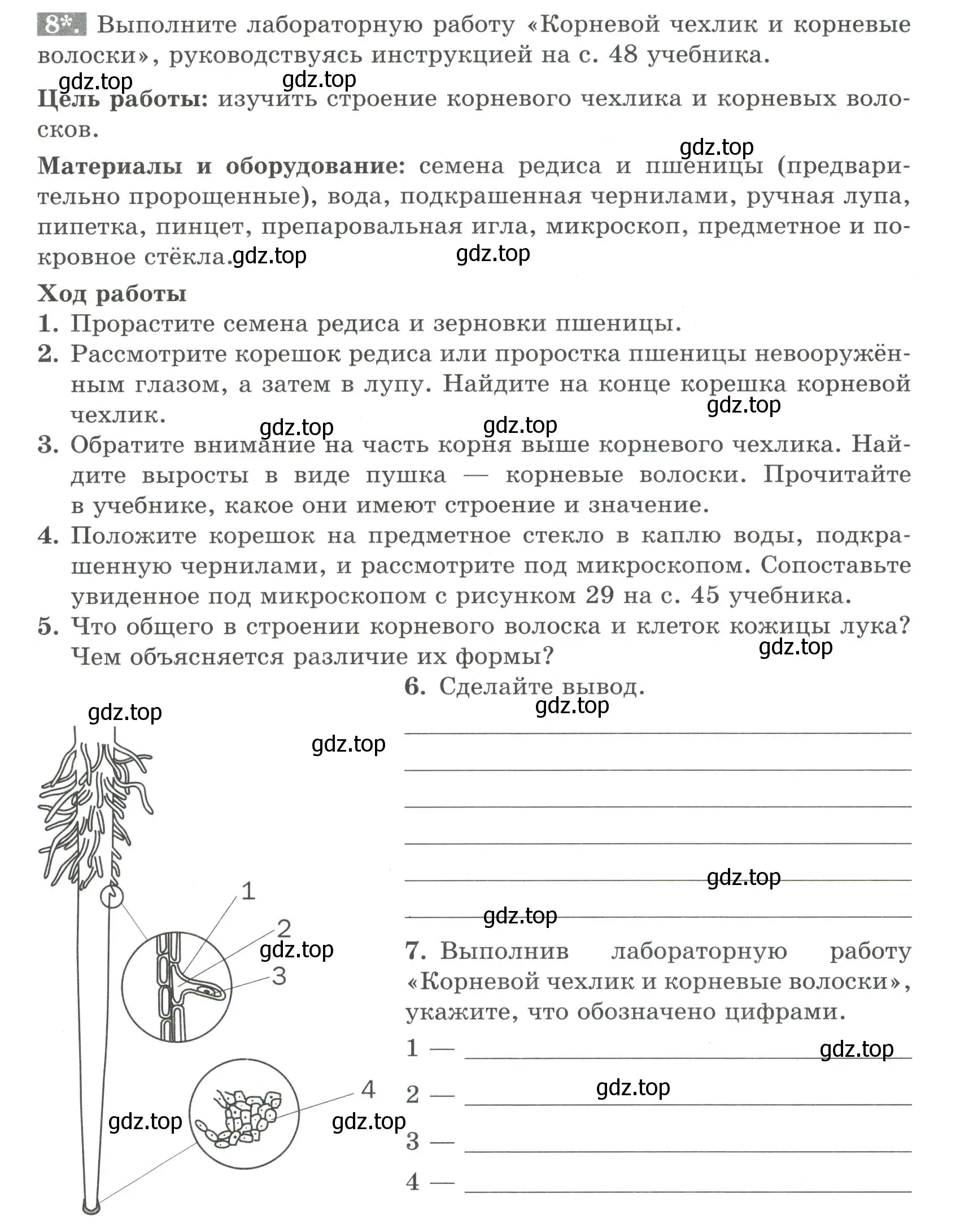 Условие номер 8 (страница 39) гдз по биологии 6 класс Пасечник, Суматохин, рабочая тетрадь