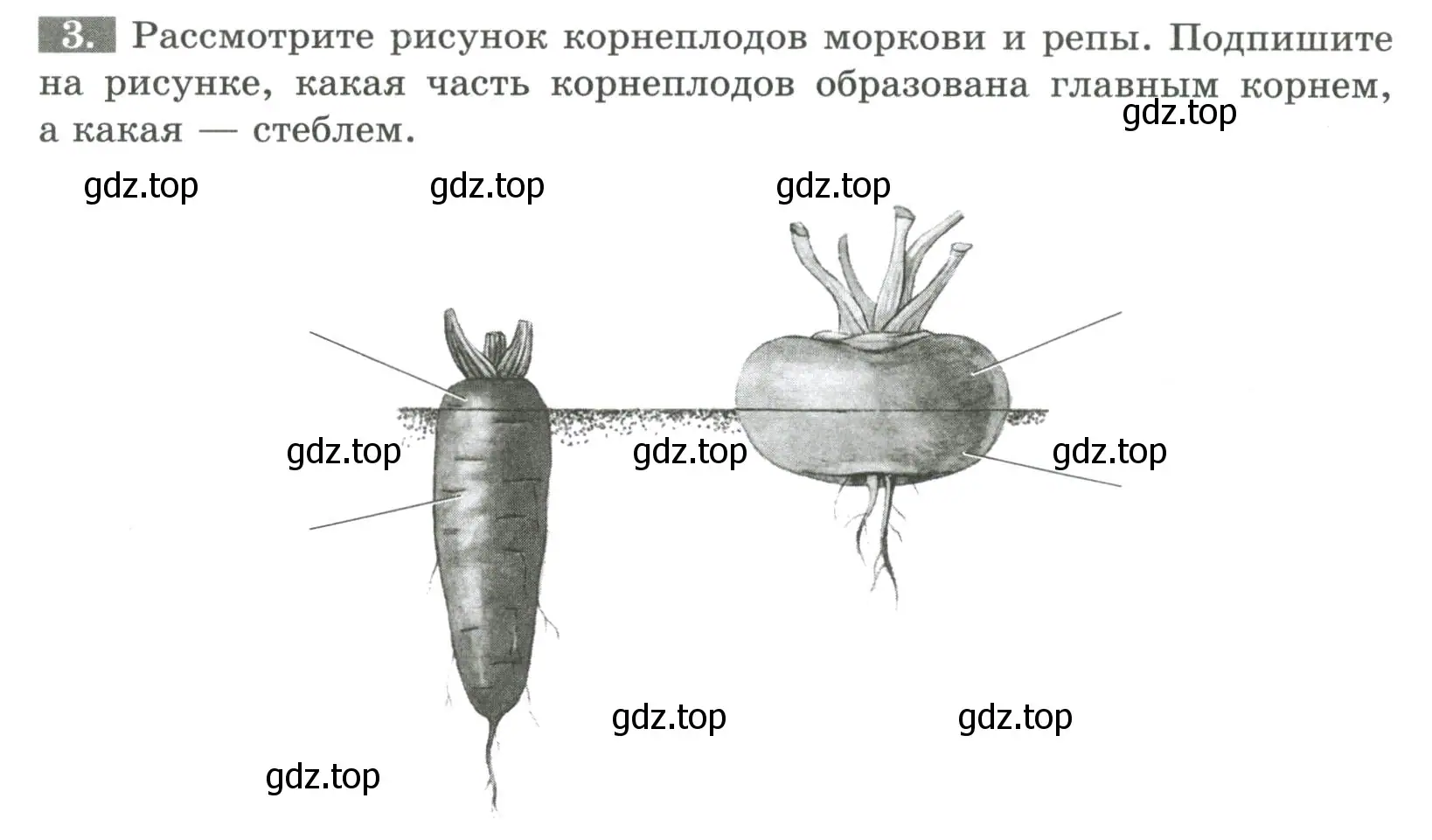 Условие номер 3 (страница 41) гдз по биологии 6 класс Пасечник, Суматохин, рабочая тетрадь