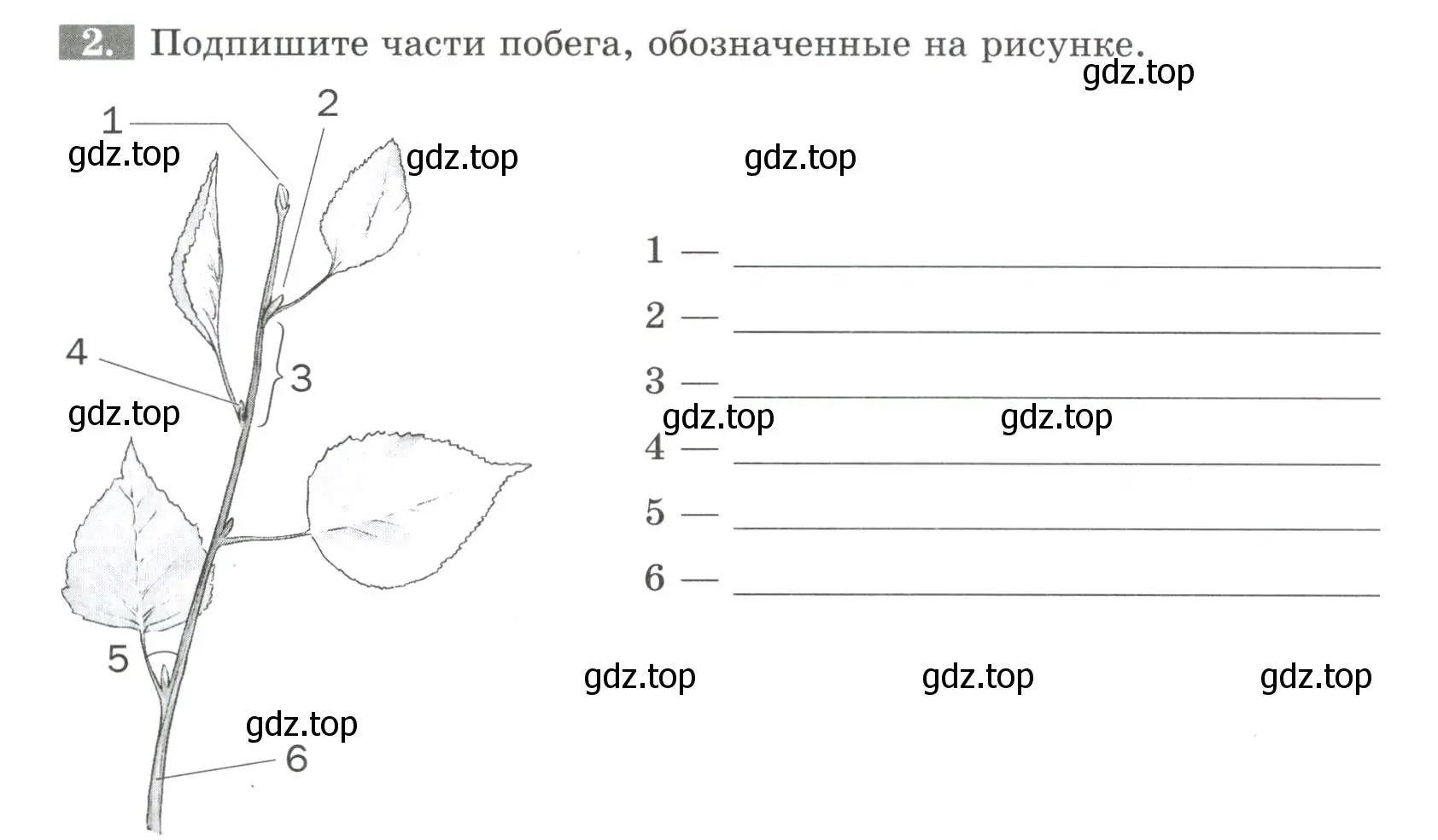 Условие номер 2 (страница 42) гдз по биологии 6 класс Пасечник, Суматохин, рабочая тетрадь