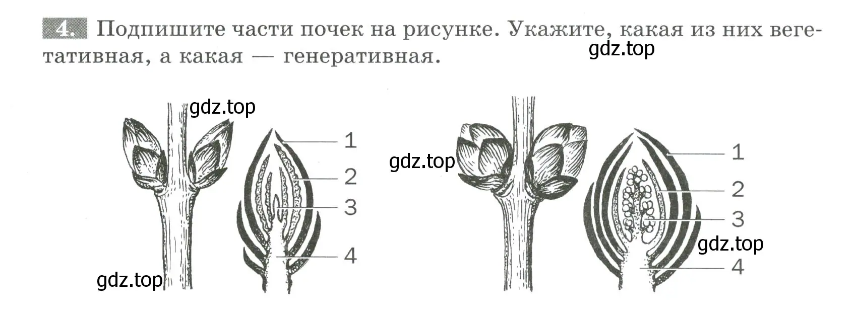 Условие номер 4 (страница 43) гдз по биологии 6 класс Пасечник, Суматохин, рабочая тетрадь