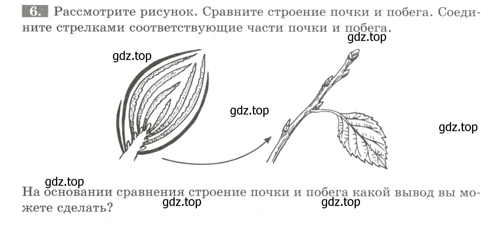 Условие номер 6 (страница 44) гдз по биологии 6 класс Пасечник, Суматохин, рабочая тетрадь