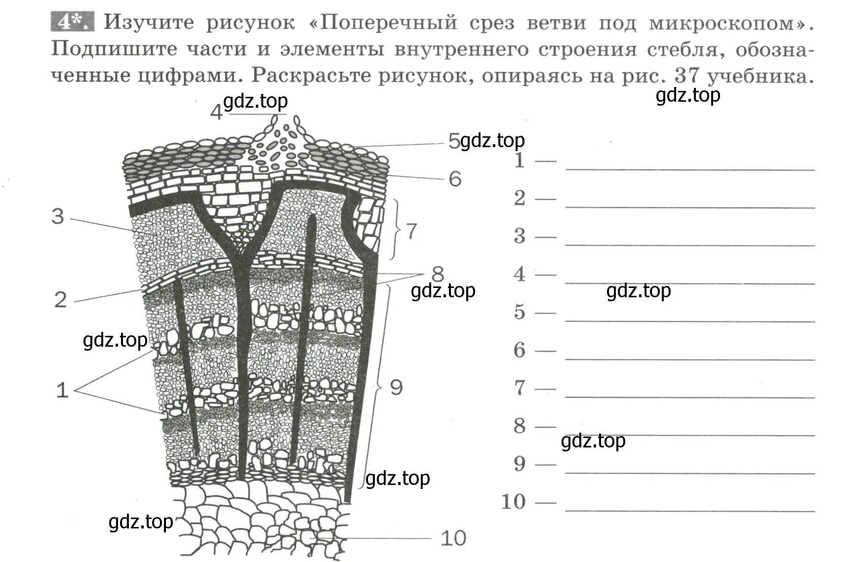 Условие номер 4 (страница 48) гдз по биологии 6 класс Пасечник, Суматохин, рабочая тетрадь