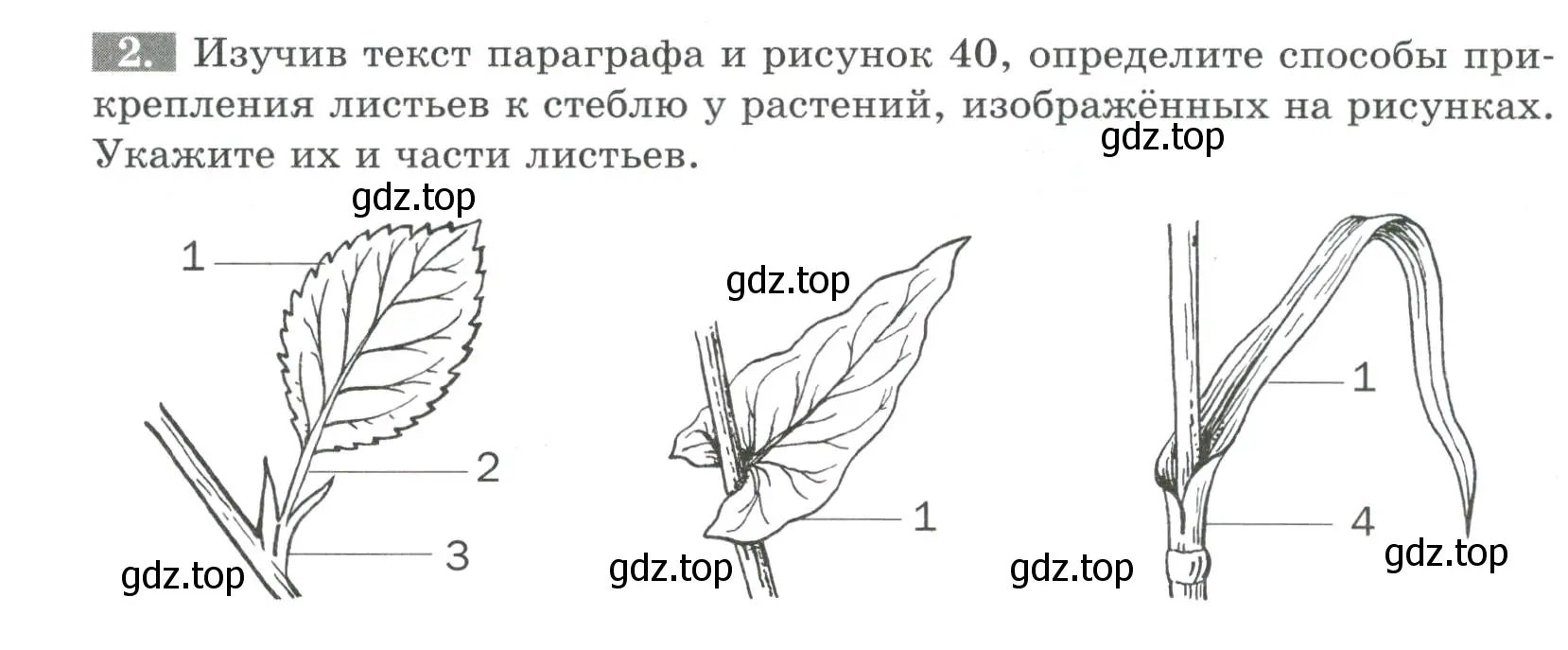 Условие номер 2 (страница 51) гдз по биологии 6 класс Пасечник, Суматохин, рабочая тетрадь