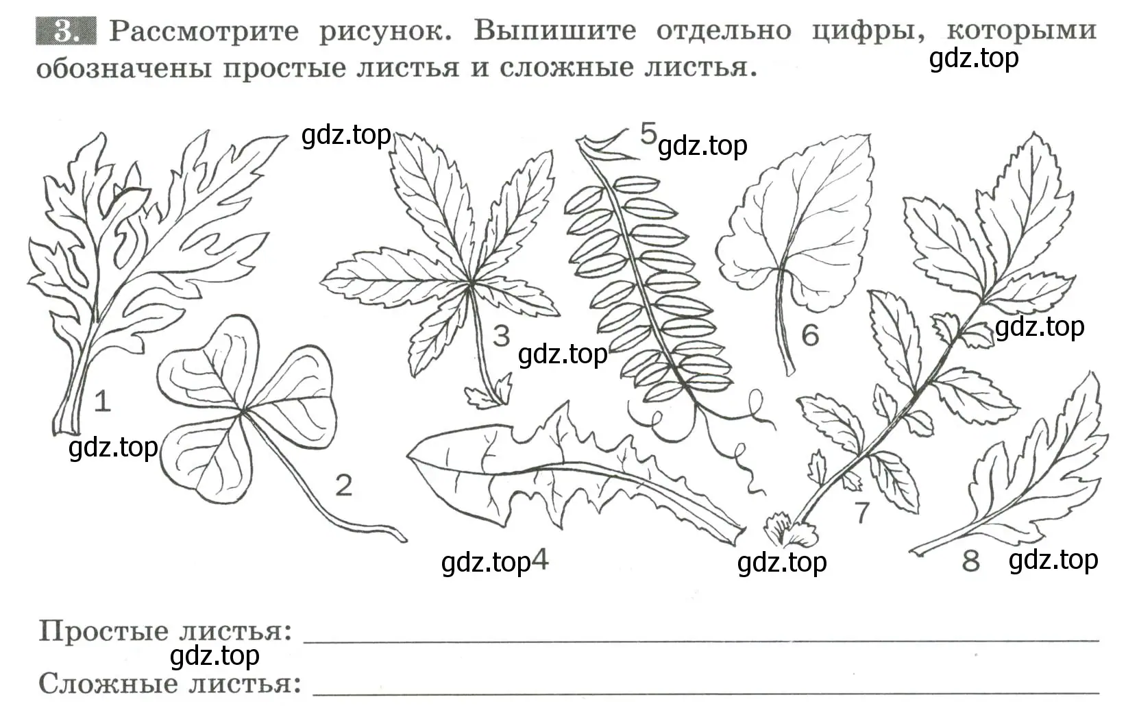 Условие номер 3 (страница 52) гдз по биологии 6 класс Пасечник, Суматохин, рабочая тетрадь