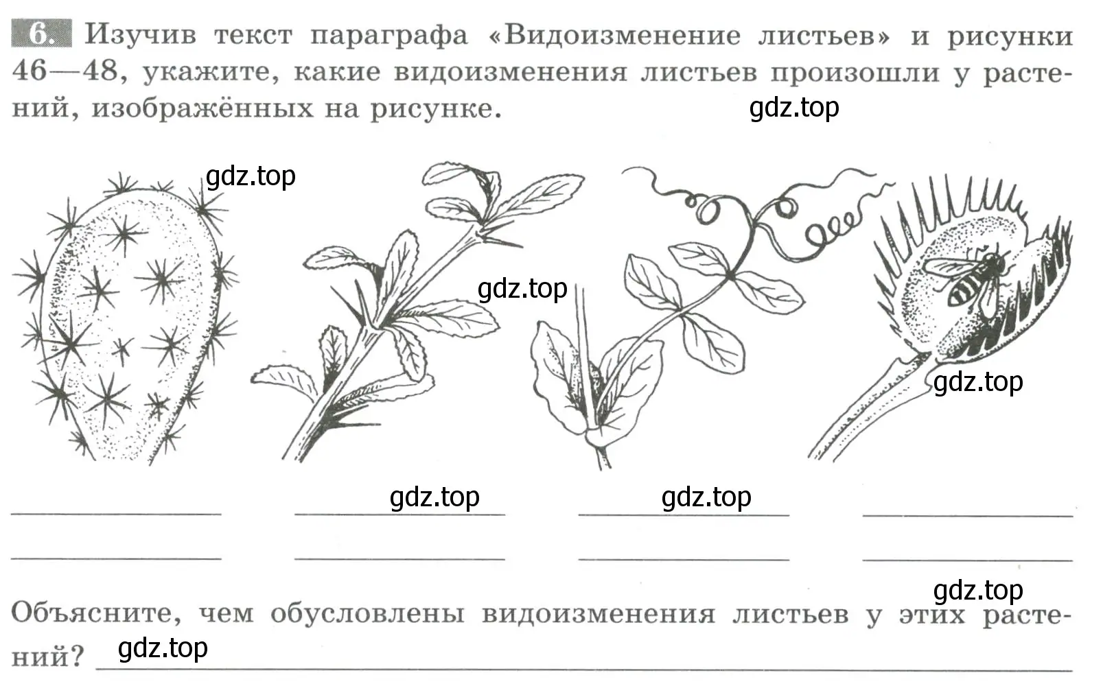 Условие номер 6 (страница 53) гдз по биологии 6 класс Пасечник, Суматохин, рабочая тетрадь