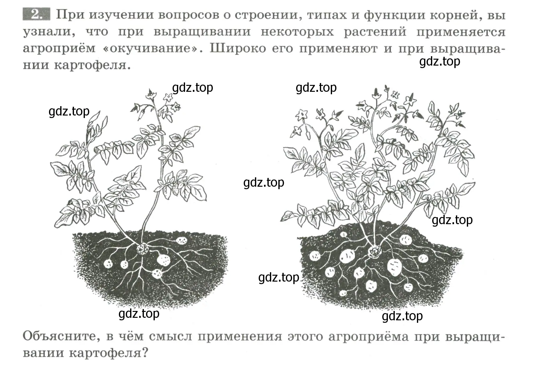 Условие номер 2 (страница 57) гдз по биологии 6 класс Пасечник, Суматохин, рабочая тетрадь