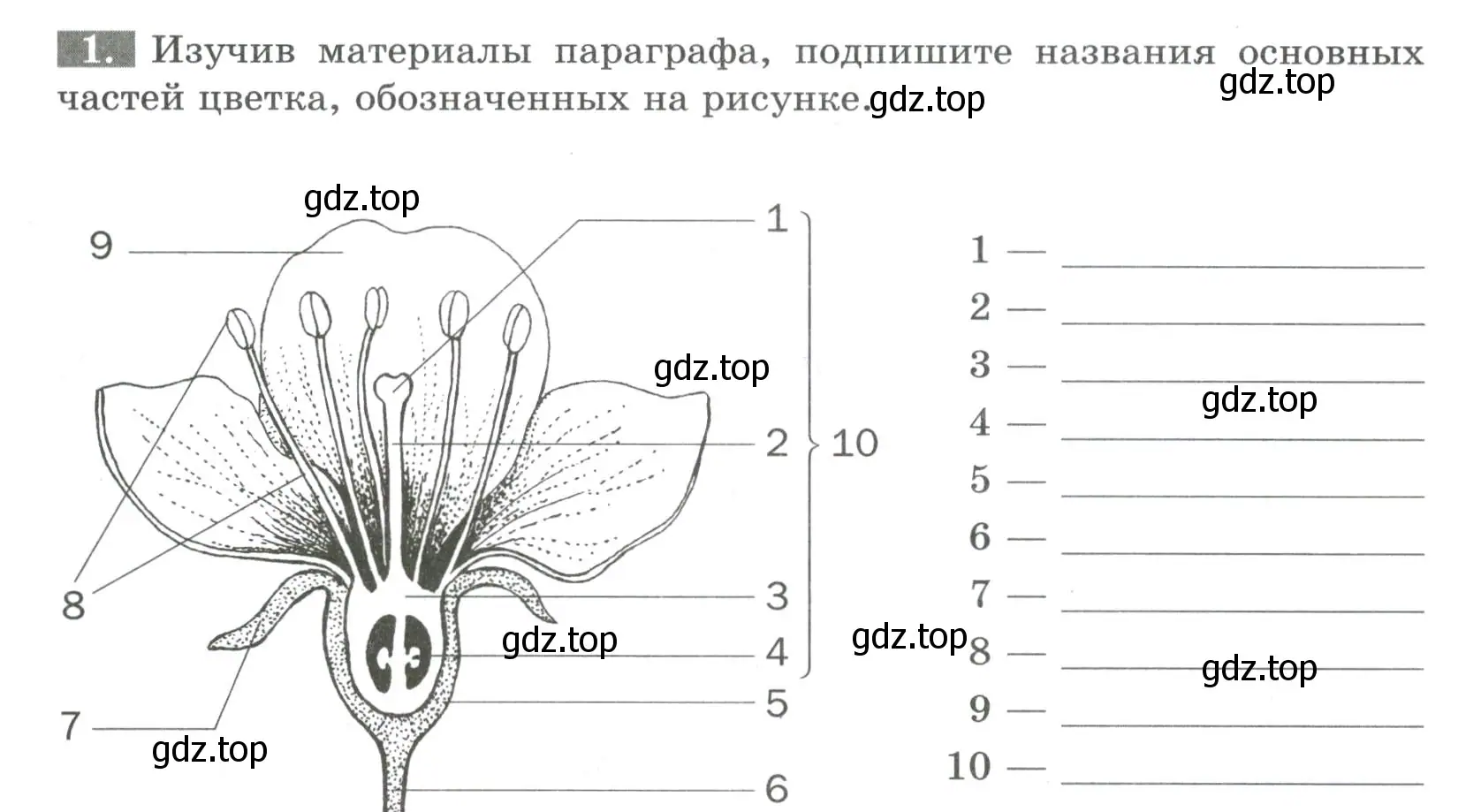 Условие номер 1 (страница 61) гдз по биологии 6 класс Пасечник, Суматохин, рабочая тетрадь