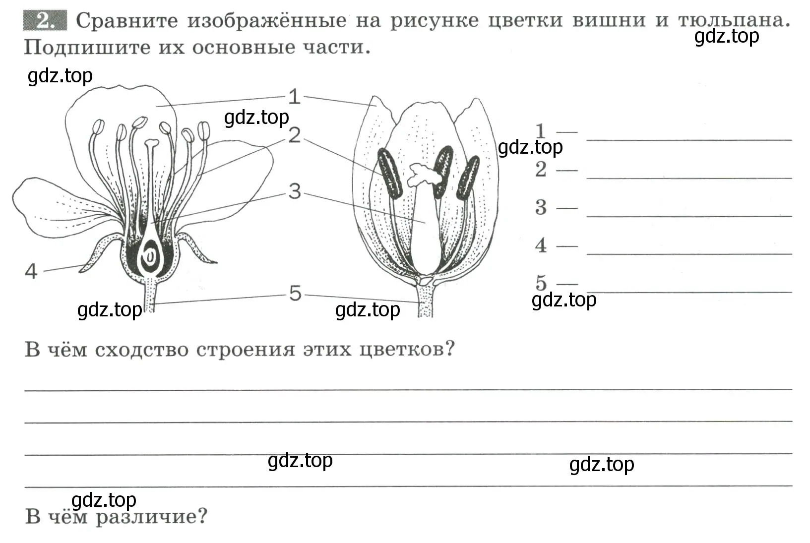 Условие номер 2 (страница 62) гдз по биологии 6 класс Пасечник, Суматохин, рабочая тетрадь