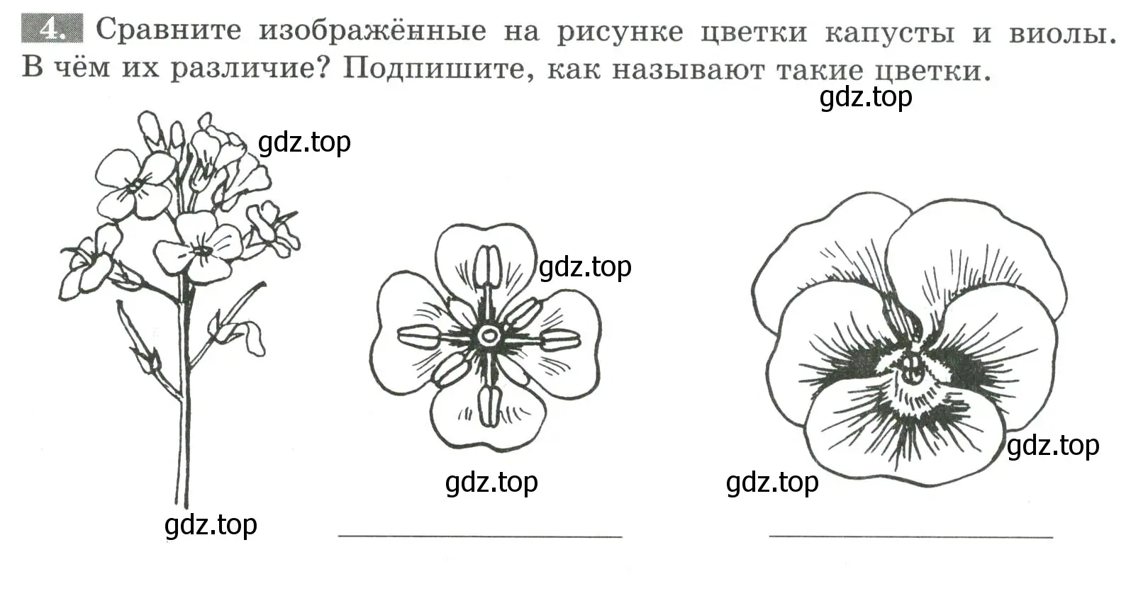 Условие номер 4 (страница 63) гдз по биологии 6 класс Пасечник, Суматохин, рабочая тетрадь