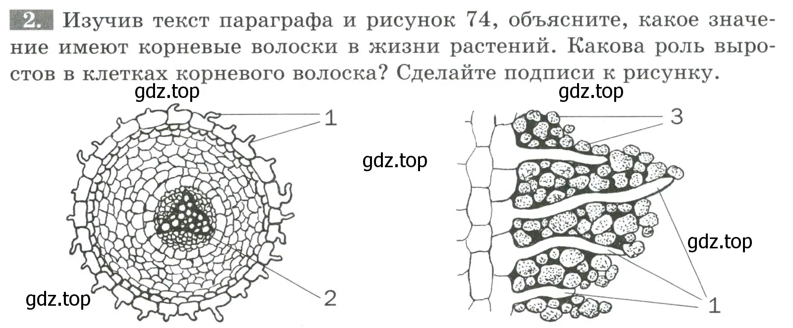 Условие номер 2 (страница 78) гдз по биологии 6 класс Пасечник, Суматохин, рабочая тетрадь