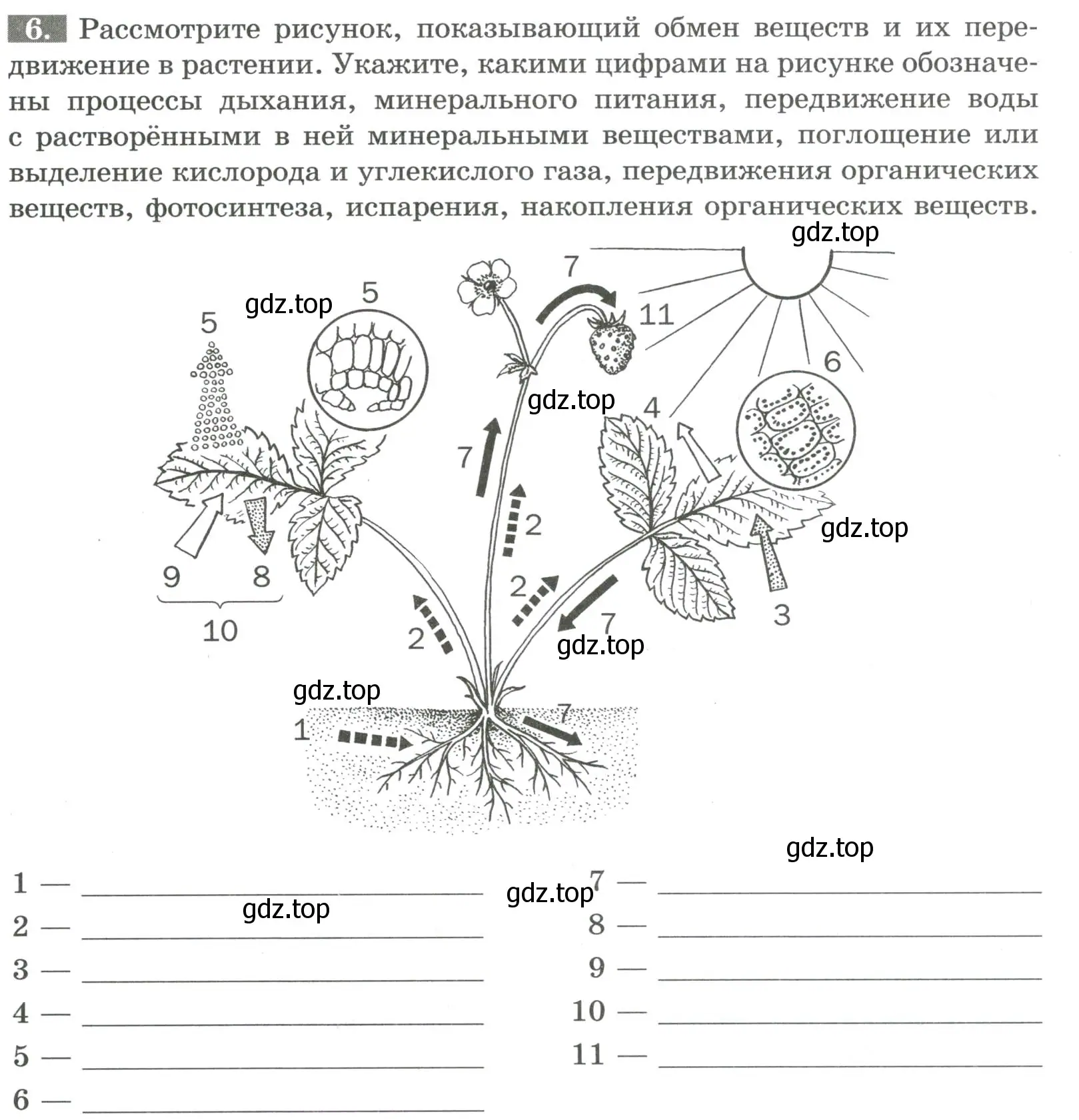 Условие номер 6 (страница 92) гдз по биологии 6 класс Пасечник, Суматохин, рабочая тетрадь