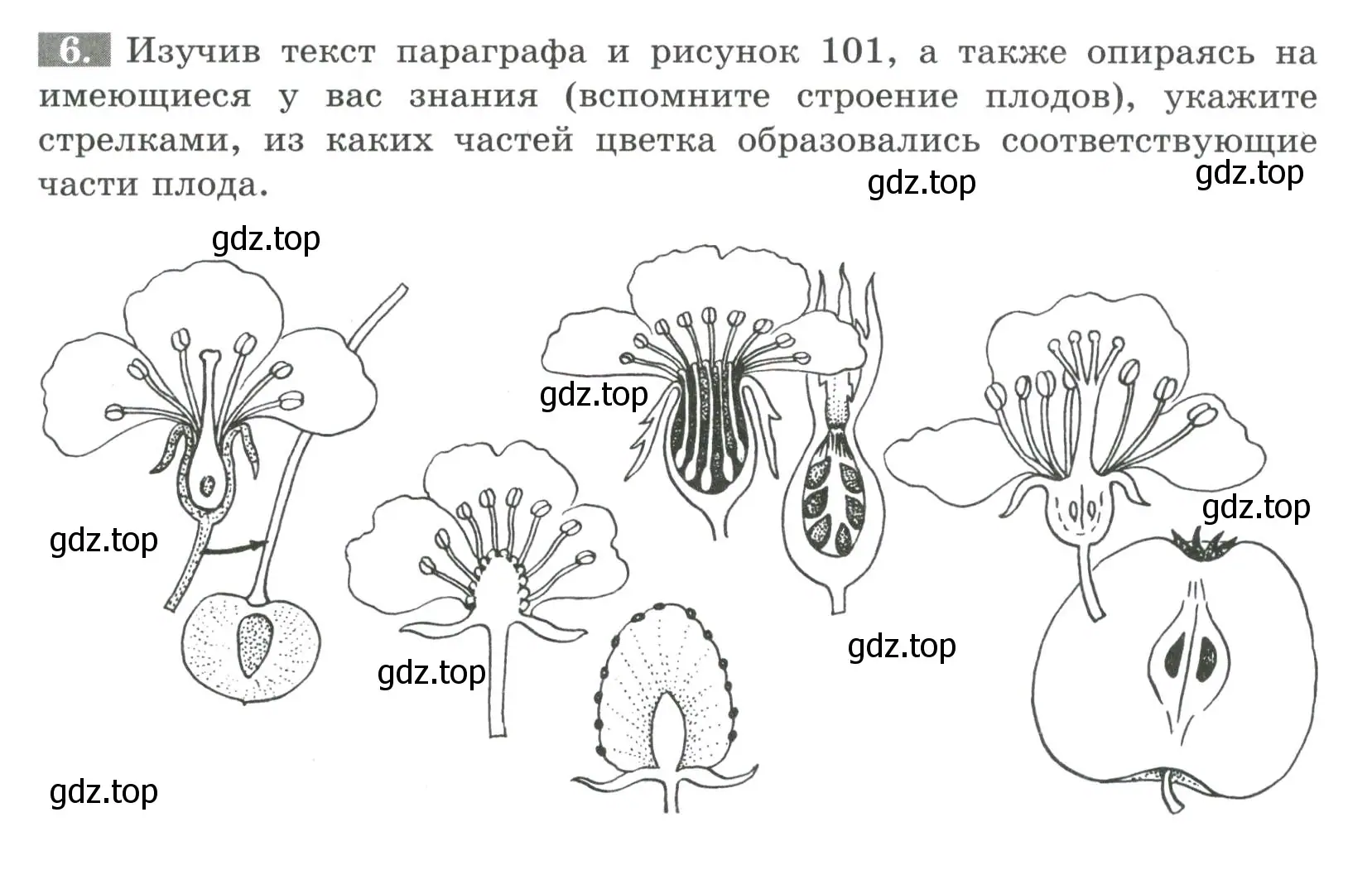 Условие номер 6 (страница 99) гдз по биологии 6 класс Пасечник, Суматохин, рабочая тетрадь